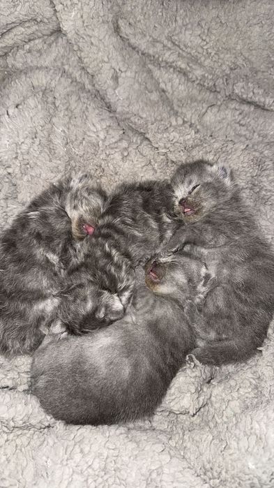 Британска късокосместа