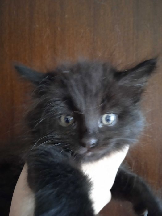 Чёрный пушистый котёнок турецкой ангоры, девочка 2 месяца.