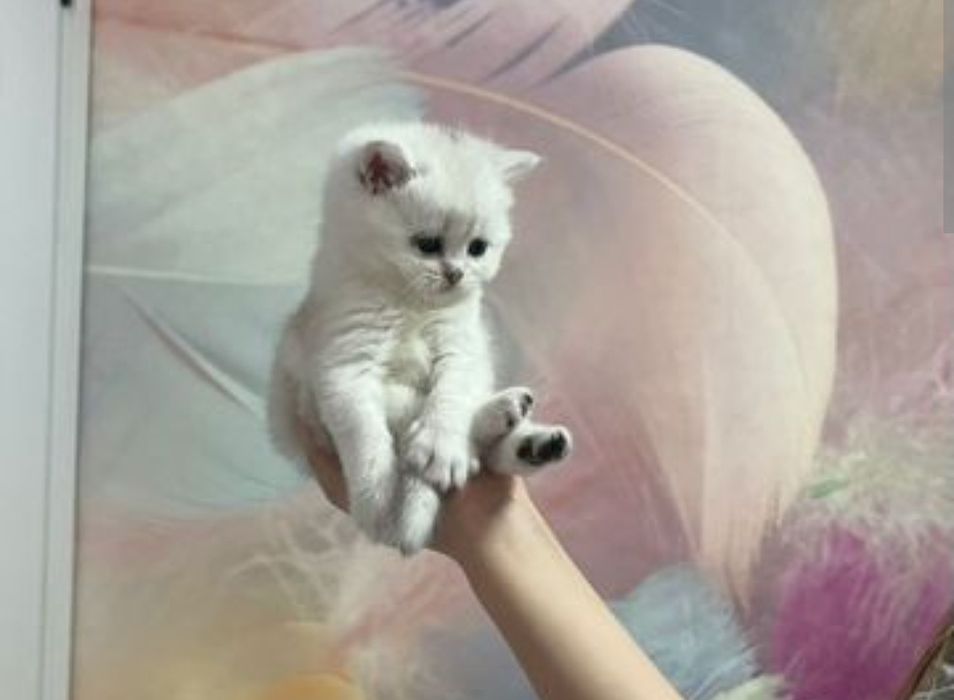 Котята Алматы Шиншиллы