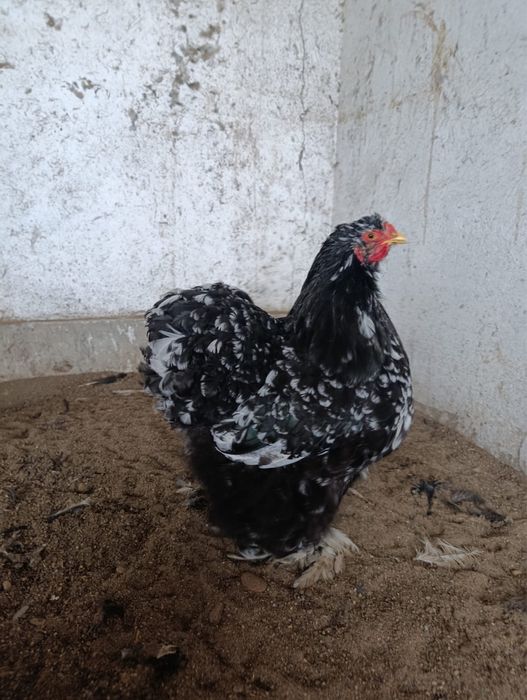 Cochinchina bobat și negru