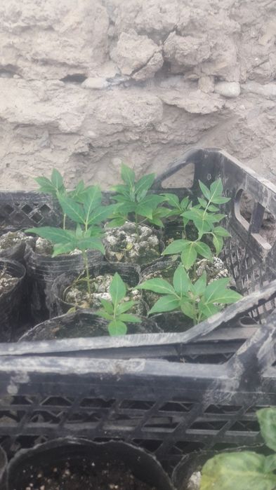 Эводия кучатлари сотилади. Продается саженцы эводии.