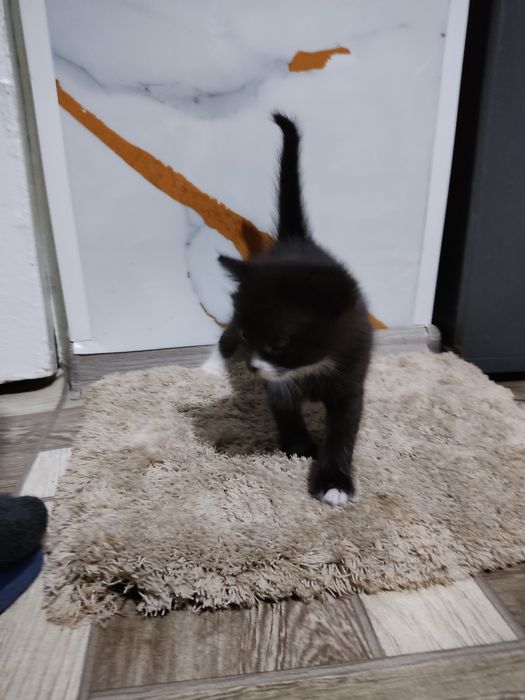 Отдам в хорошие руки