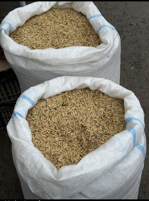 Vand ovaz de calitate