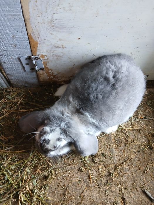 Vând masculi Berbec German!