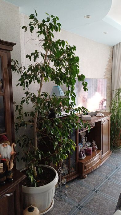 Фикус Бенджамин на 19 год.