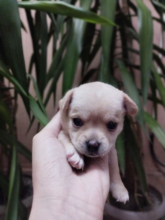 Продаются щенки чихуахуа