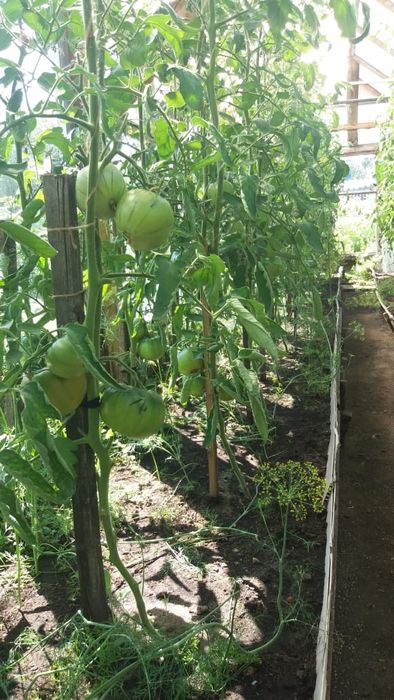 Продам дачу в с/о Борки