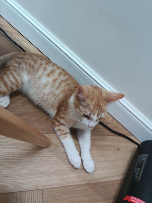 Котенок в добрые руки