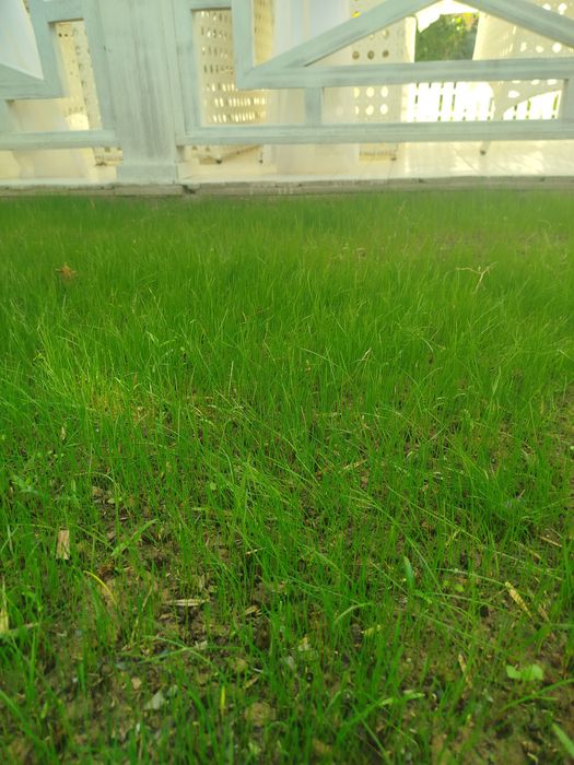 Идеальный газон для вашего двора свежий густой зелёный от 16 до 65 тыс