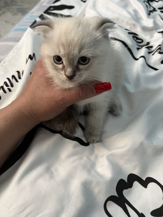 Веслоухие котята