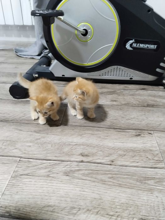 Отдам котят в хорошие руки