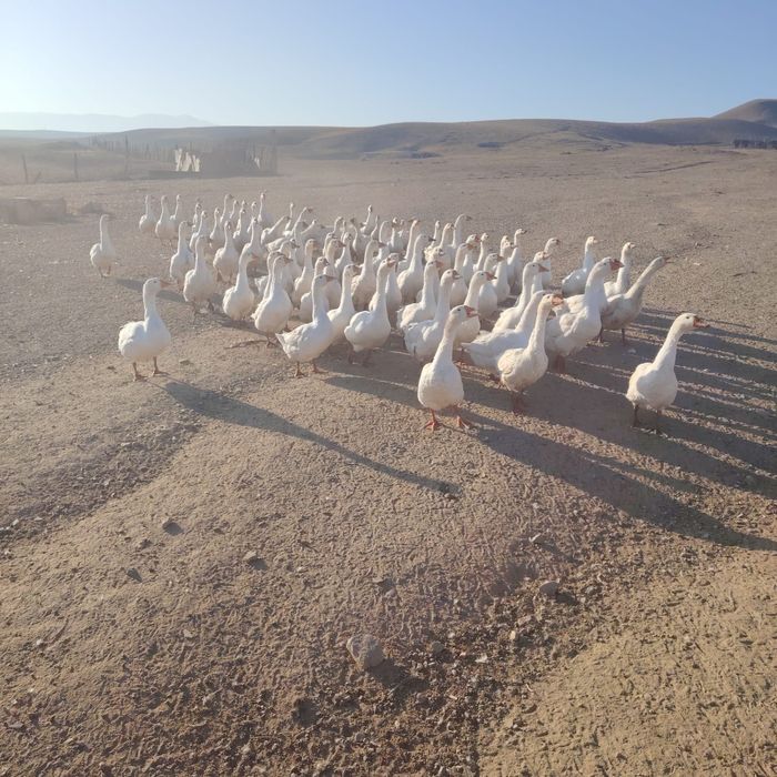 Гуси домашние продам