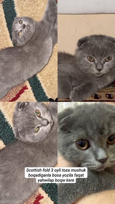 Mushuk scottish fold 3oyli