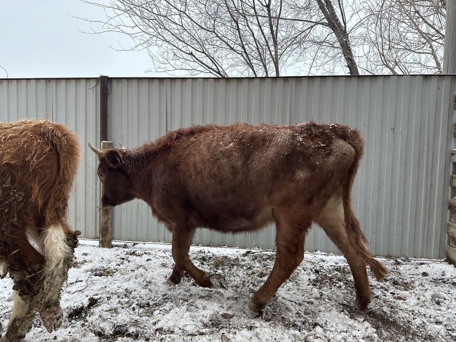 Кашар, Баспак сатылады