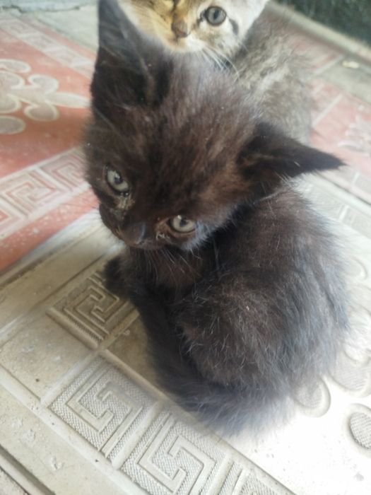 Отдам котят с доставкой