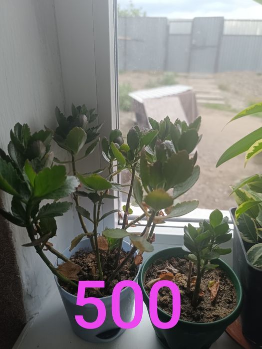 Продам дорого цветы