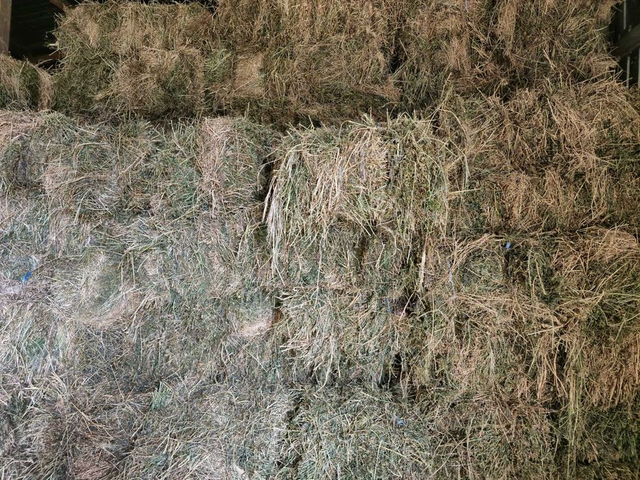 Baloți de lucernă/ Paie