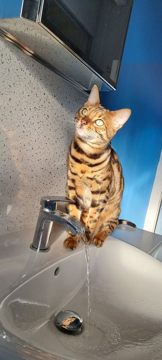 Продам бенгальскую кошку