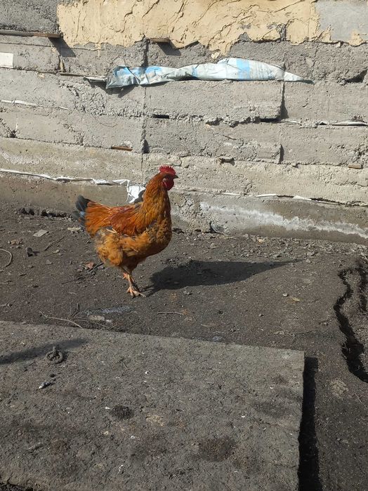 Продаю петухов молодых