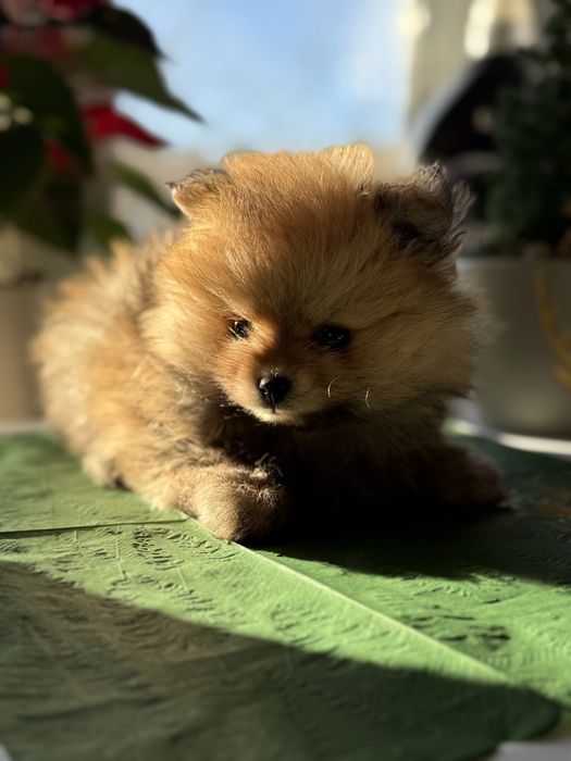 Мини померан мъжки