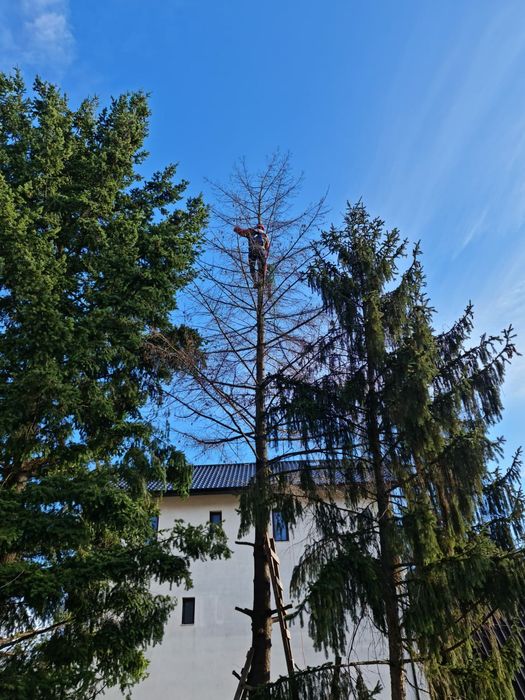 Taiere copaci defrisari toaletare curățare terenuri poze pe watap