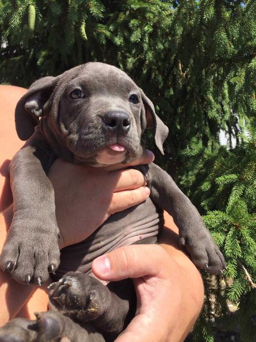 щенки американский булли