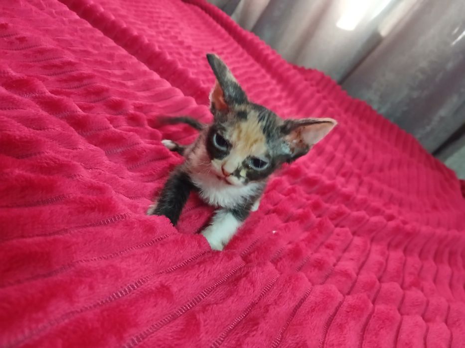Продам котят сфинкс.  Браш.