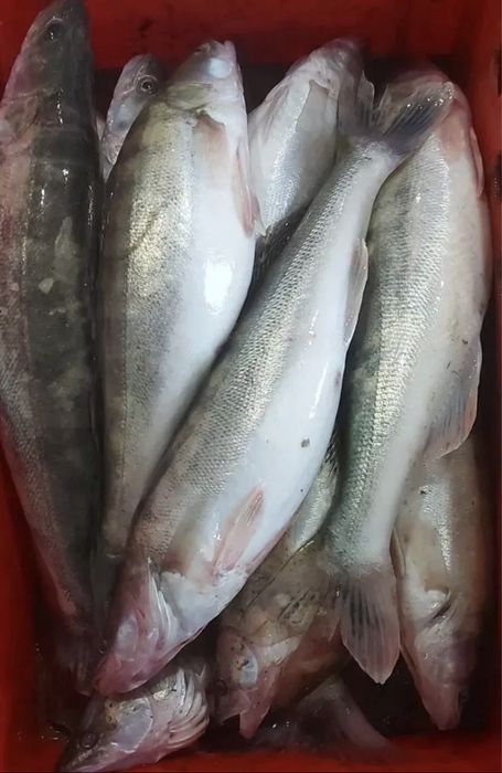 Судак свежий кг/1000тг