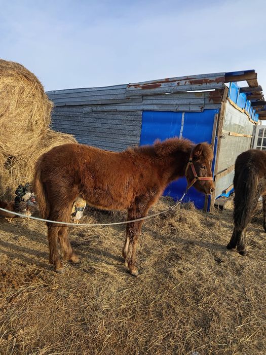 Продам жабагы ургаши