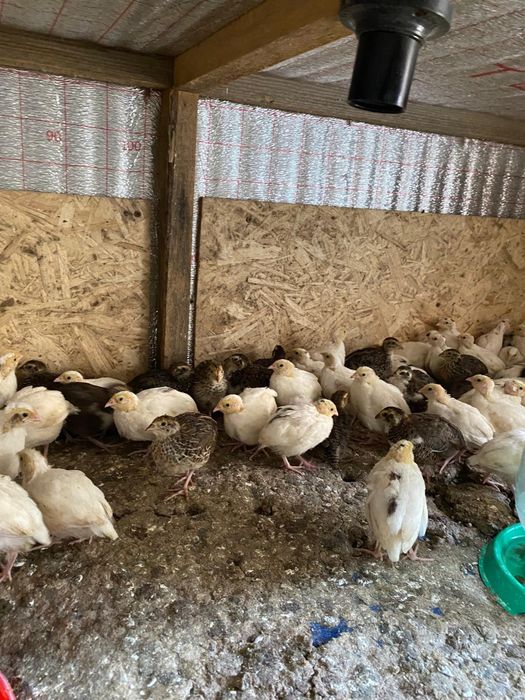 Бодене, Перепелка