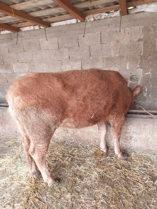 Vând vitea angus de un an