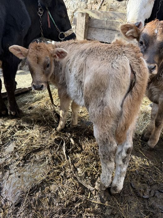 Vand vitea de 3 saptamini