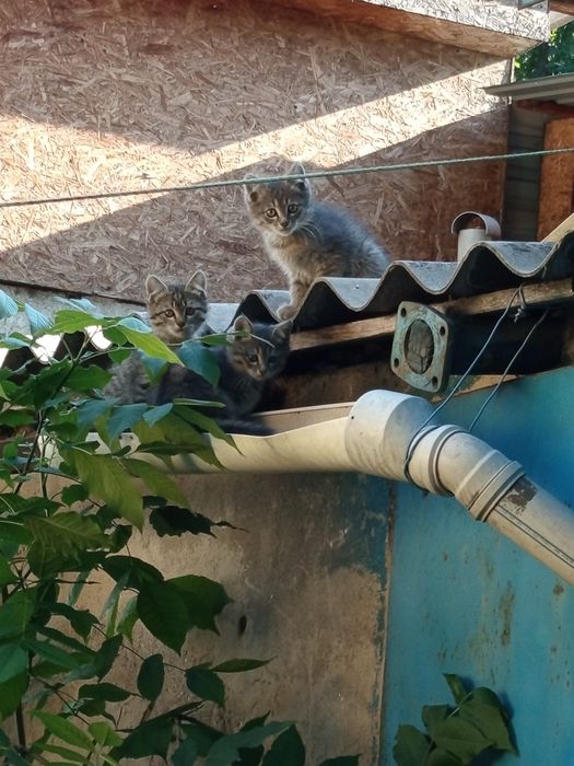 Котята в добрые руки