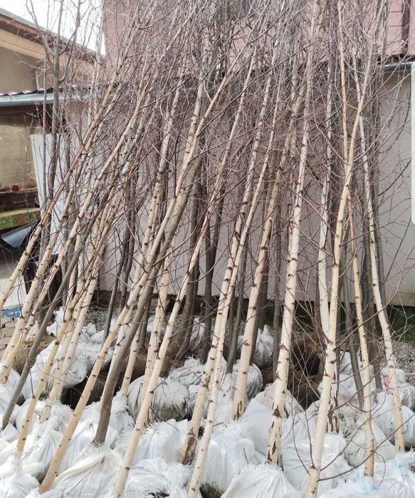 Mesteacăn, Arțar, Stejar și Platan – copaci foioși pentru grădină