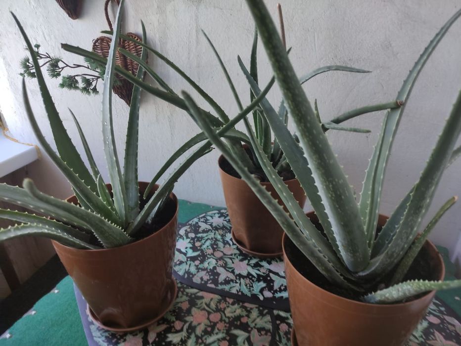 Продам цветы алое - вера