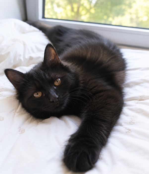 Котёнок в поисках дома
