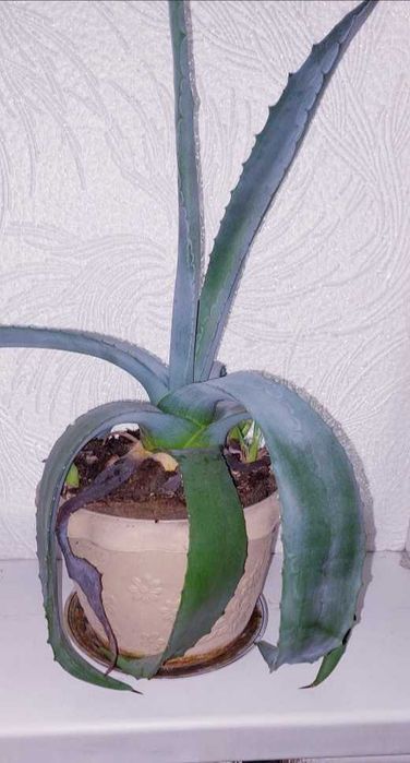 Агава голубая текила