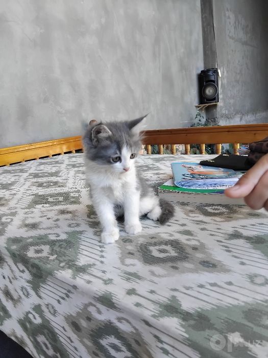 Kulirang oq mishukcha o‘g‘il bola