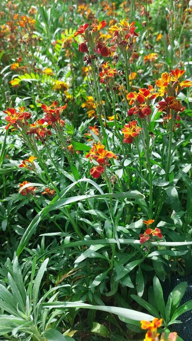 Саженцы многолетных цветов