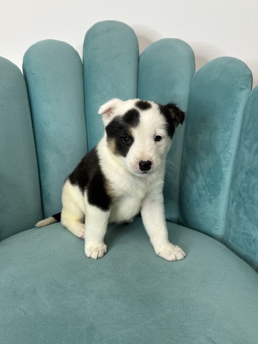 Отдам милого щенка в добрые руки