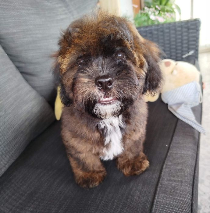 Shih poo/Mini poodle