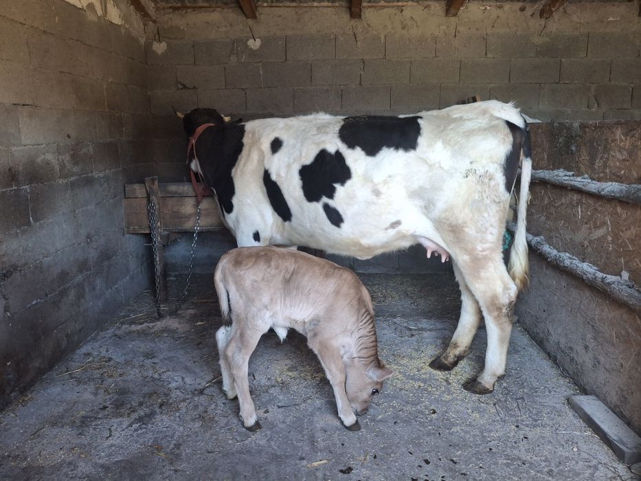 Vaca junica de vânzare cu tot cu vita de 3 săptămâni