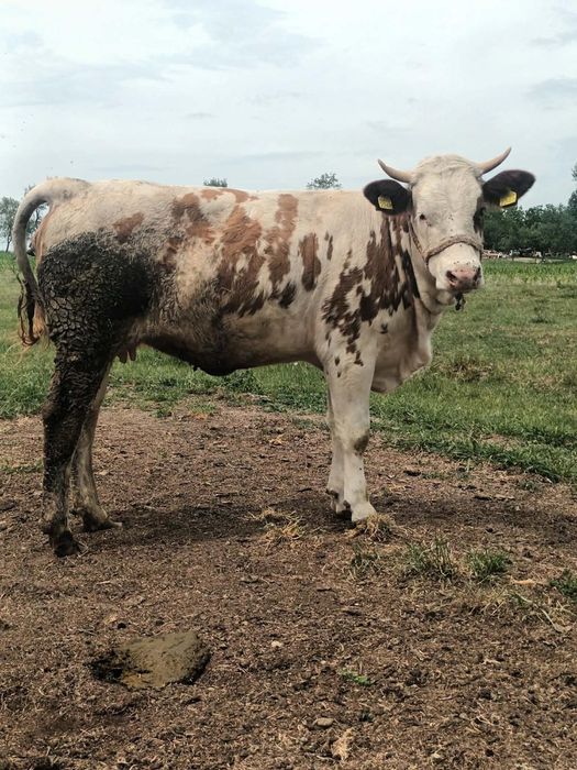 Vaca  de vanzare