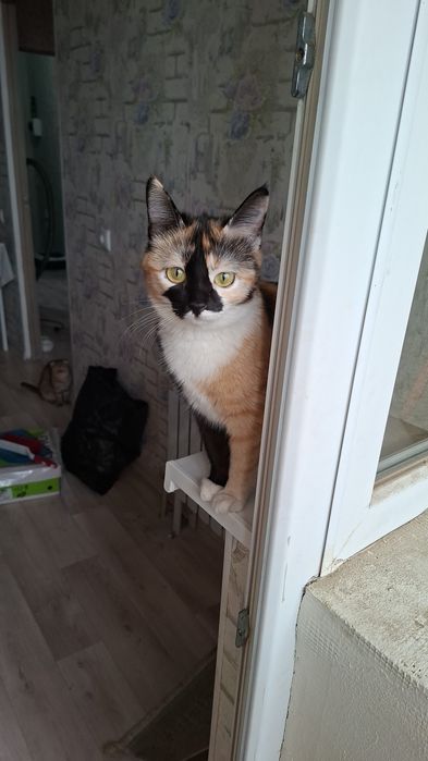 Кошка трехцветная