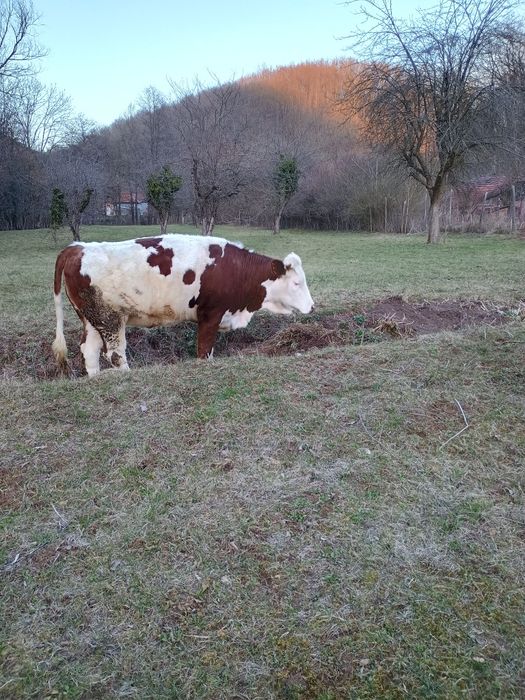 Vând vacă la prima fătare cu vițel de 6 săptămâni
