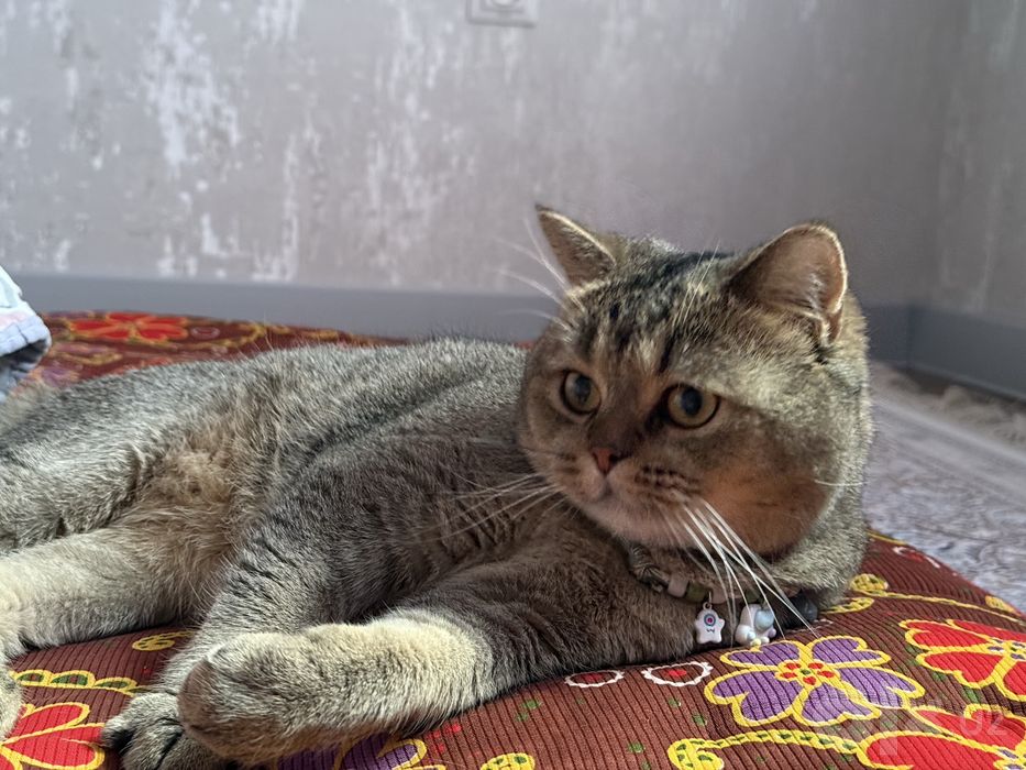 Mushuk shinshilla 3 yosh