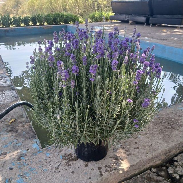 Globus , lavanda ko' chatlari sotuvda bor