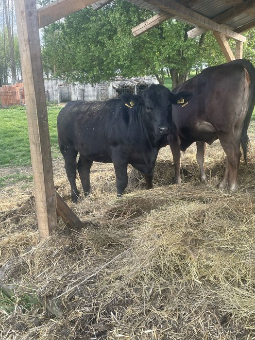 De vanzare vitea metis angus