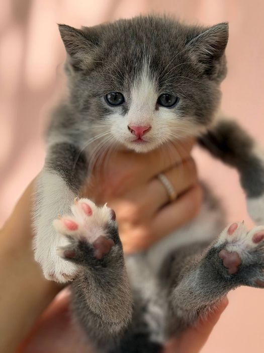Котята от вислоухой кошки