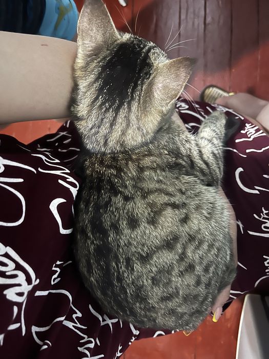 Ищу кота для своей кошки